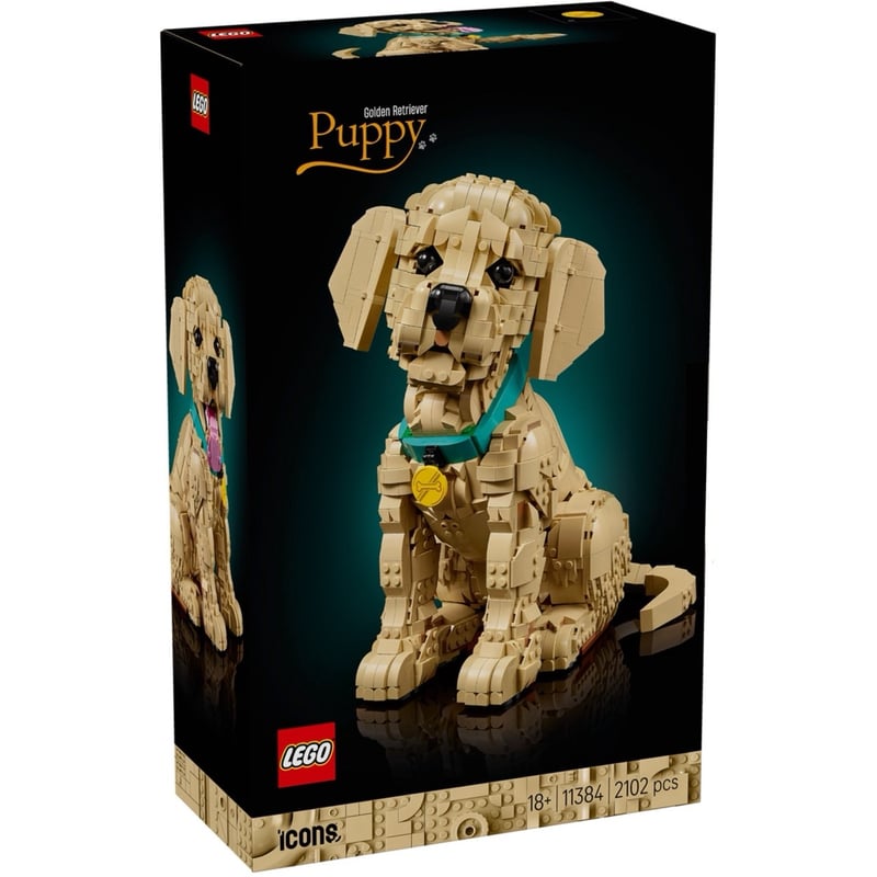 小黃金獵犬 Golden Retriever Puppy