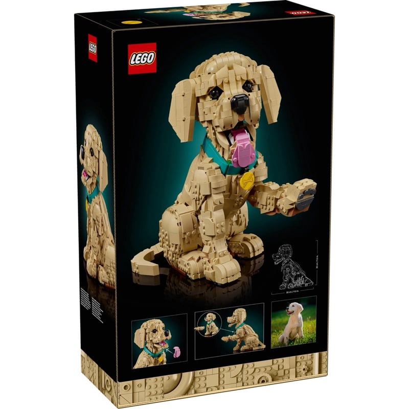 小黃金獵犬 Golden Retriever Puppy 照片2
